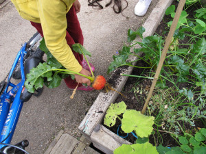 Community gardens: an alternative to global food production and consumption